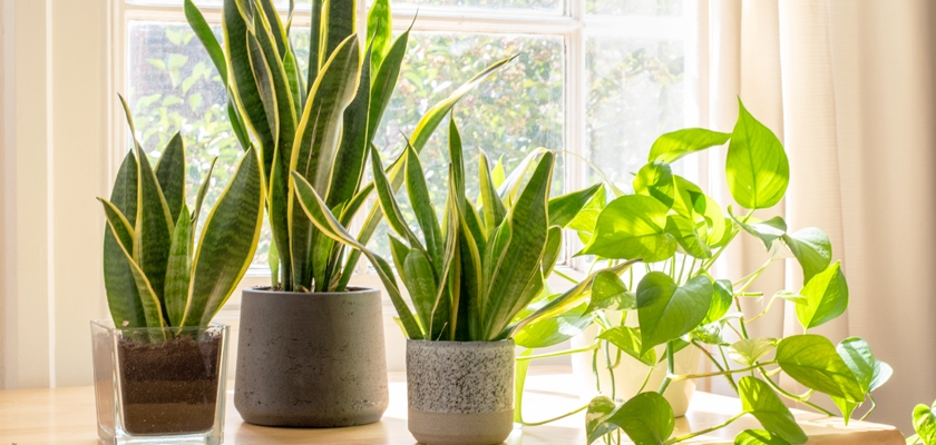 Indoor plants displaying vibrant green leaves, enhancing a bright living space.