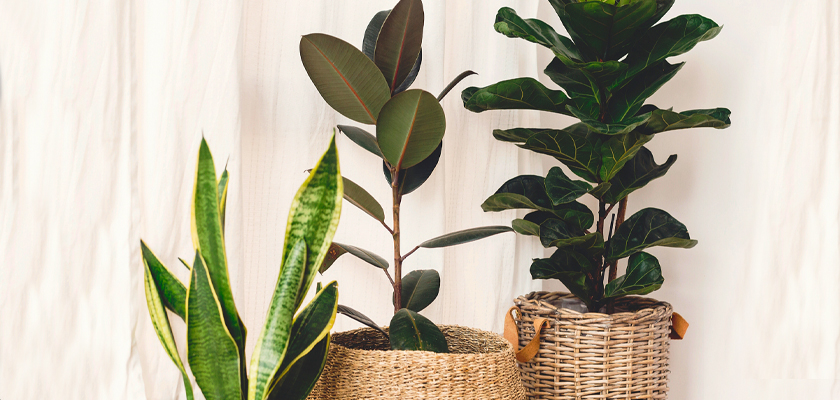 Indoor plants in decorative baskets, enhancing home decor with greenery and natural beauty.