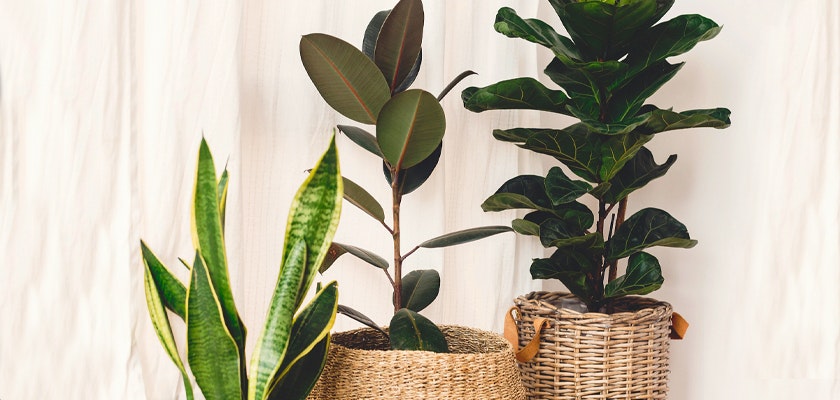 Indoor plants in decorative baskets, enhancing home decor with greenery and natural beauty.