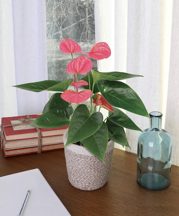 Pink anthurium plant in a woven pot on a wooden desk with vintage books, an empty glass bottle, a notebook, and a pen beside sheer curtained window.