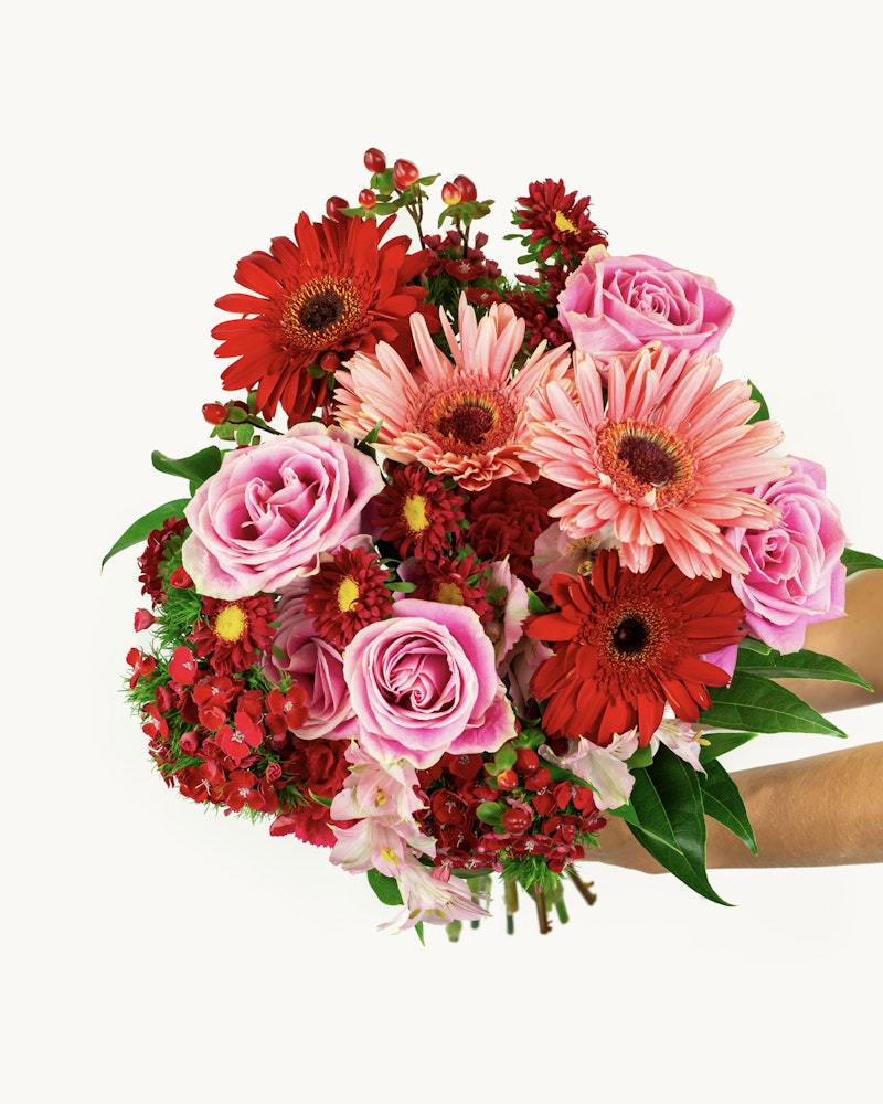 A vibrant bouquet composed of red gerberas, pink roses, and small red blossoms held against a white background, creating a beautiful display of fresh flowers.