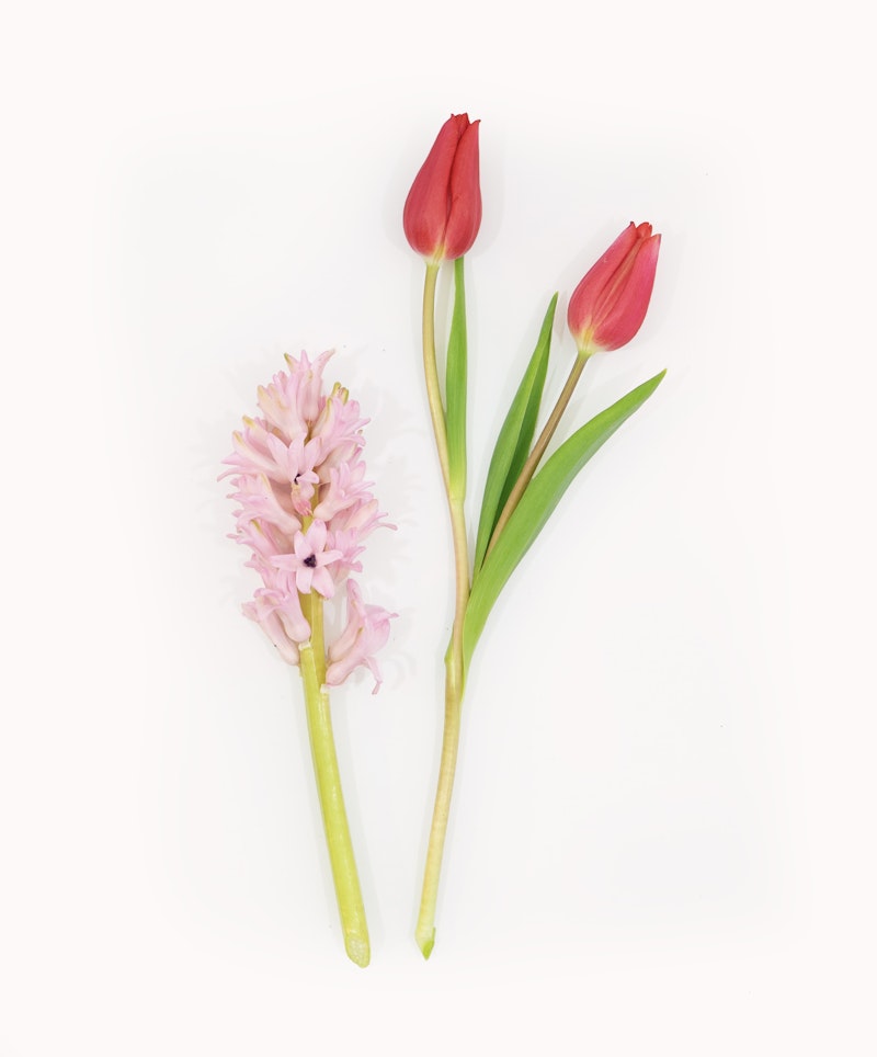 Two fresh tulip flowers and a pink hyacinth bloom arranged neatly on a clean white background, showcasing their vivid colors and springtime appeal.