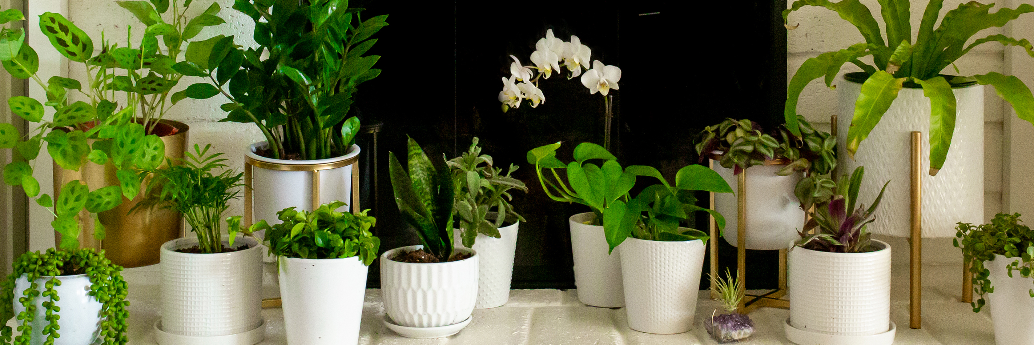 A vibrant collection of houseplants in white pots, enhancing a stylish interior decor.