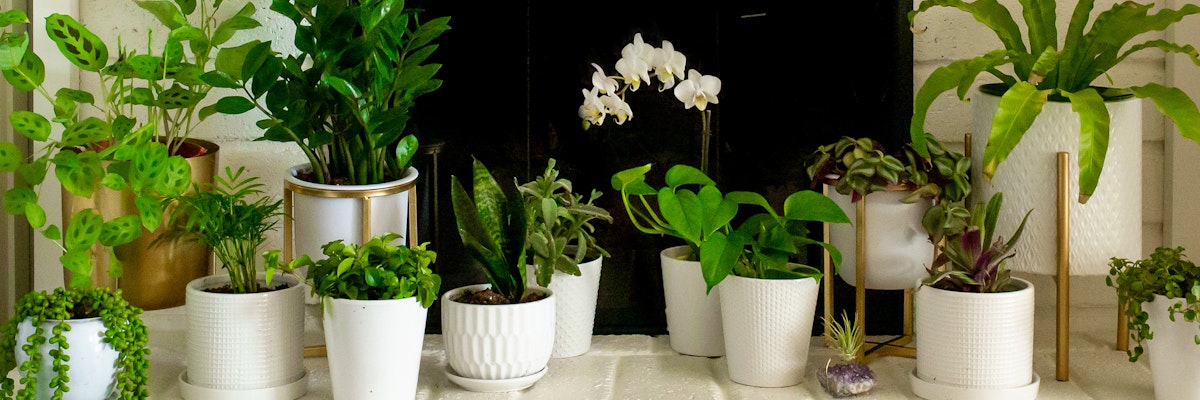 A vibrant collection of houseplants in white pots, enhancing a stylish interior decor.