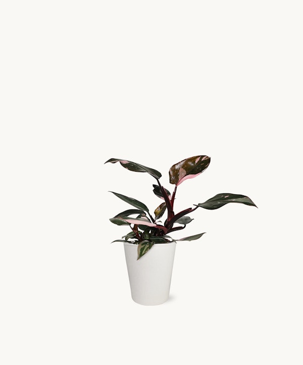 Green and purple-tinged rubber plant with glossy leaves, potted in a simple white container, isolated on a white background with ample copy space.