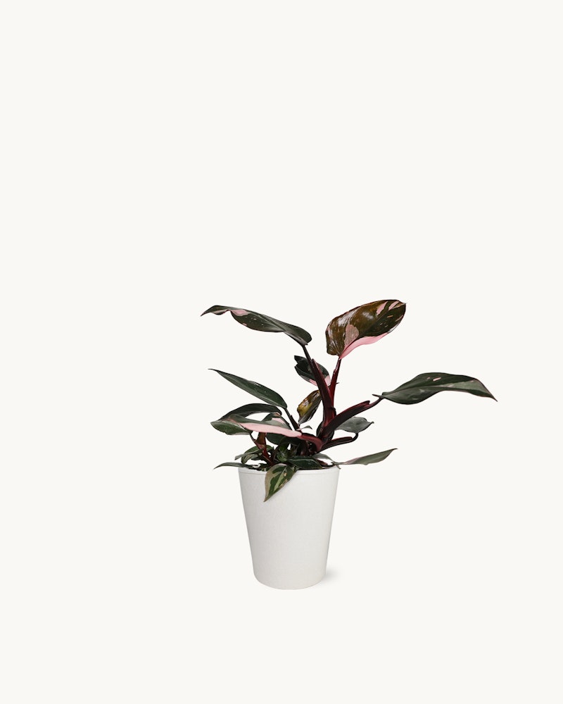 pink-princess-philodendron