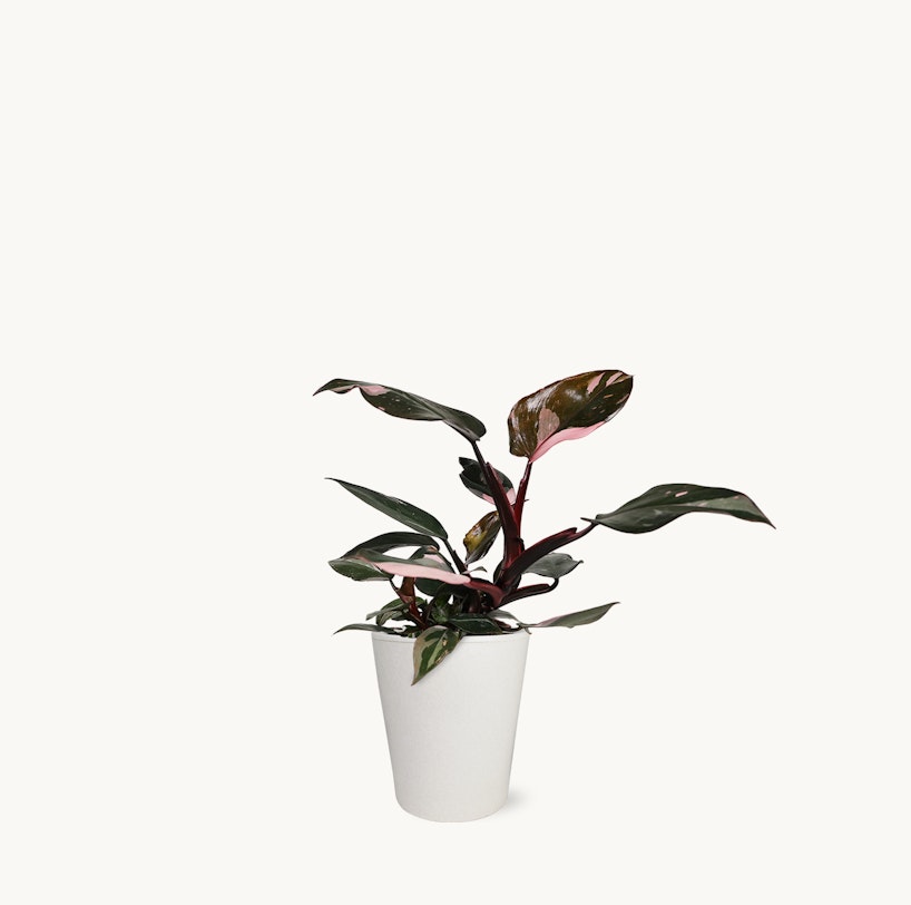 Green and purple-tinged rubber plant with glossy leaves, potted in a simple white container, isolated on a white background with ample copy space.