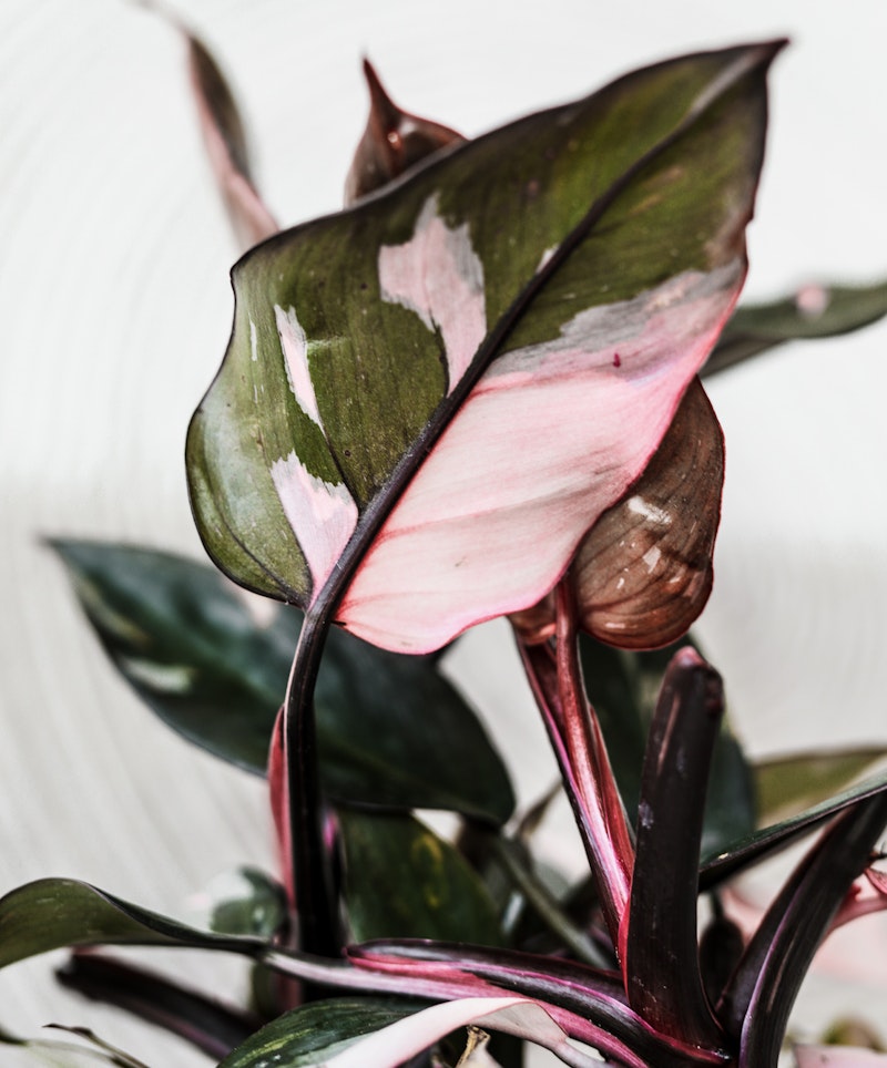 Close-up of a pink and green variegated Calathea plant with broad, tropical leaves, focused on the unique coloration pattern, set against a soft, neutral background.