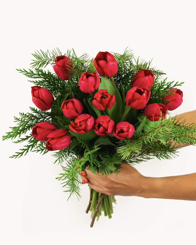 A person holding a vibrant bouquet of red tulips accentuated with lush green fern leaves, presented against a clean white background.