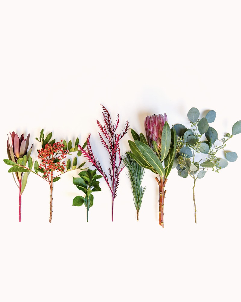 A variety of fresh botanical cuttings including ferns, protea flowers, pine branches, and eucalyptus leaves, artfully arranged on a white background.