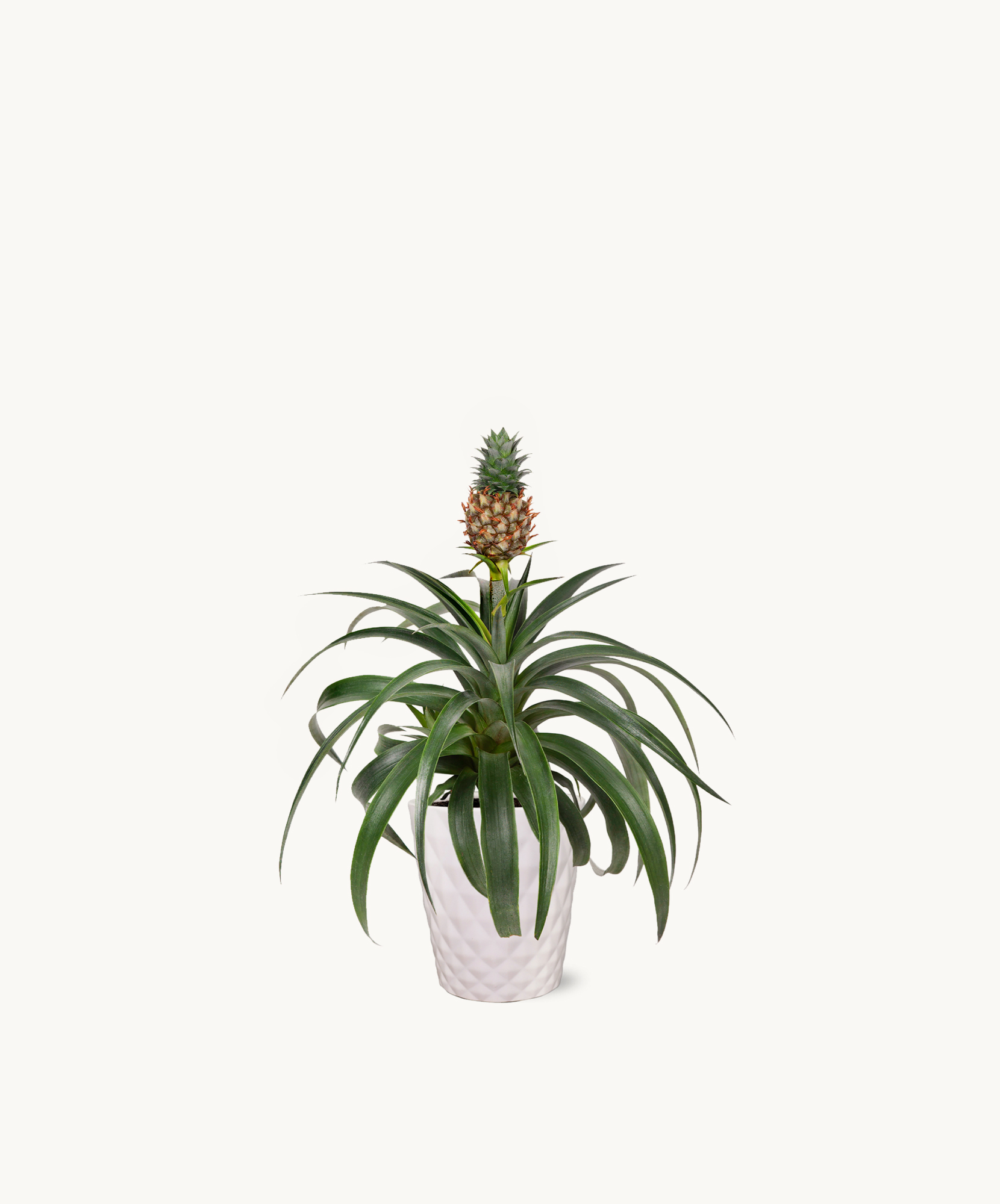 money tree kendrick lamar Kendrick Lamar