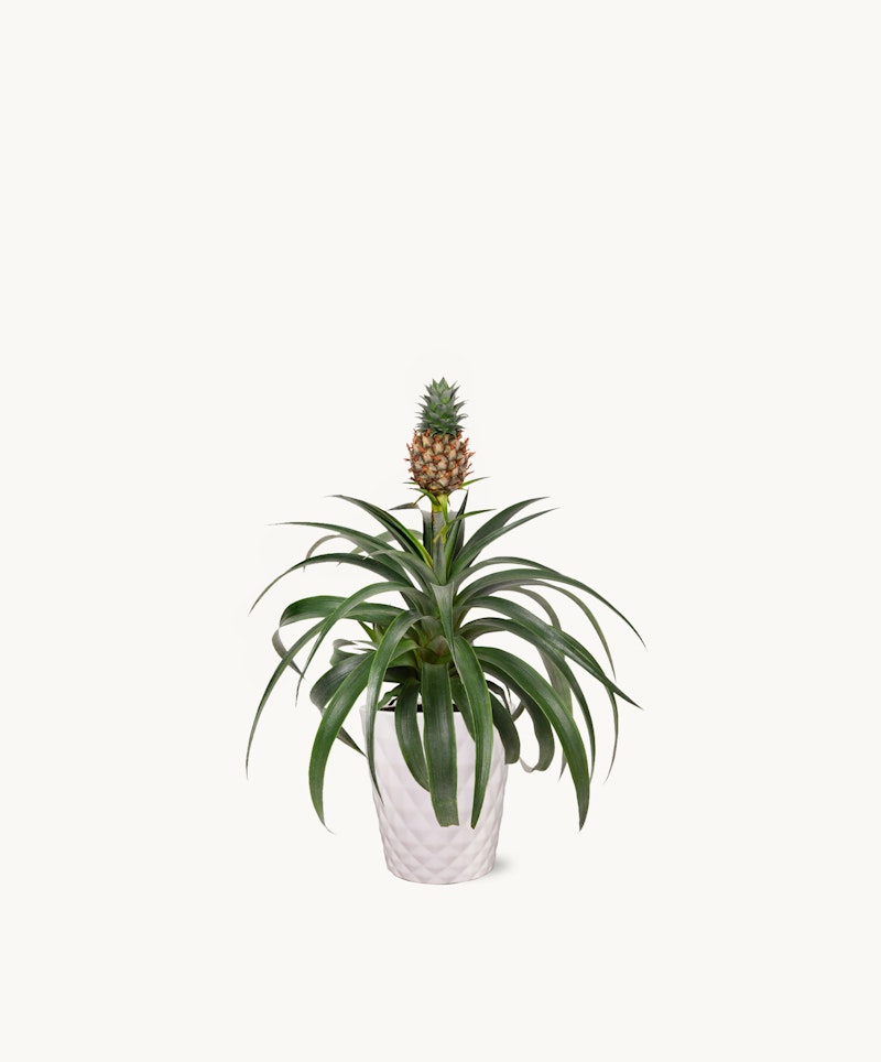 A young pineapple plant with long green leaves and a small pineapple growing on top, in a white ceramic pot against an isolated white background.