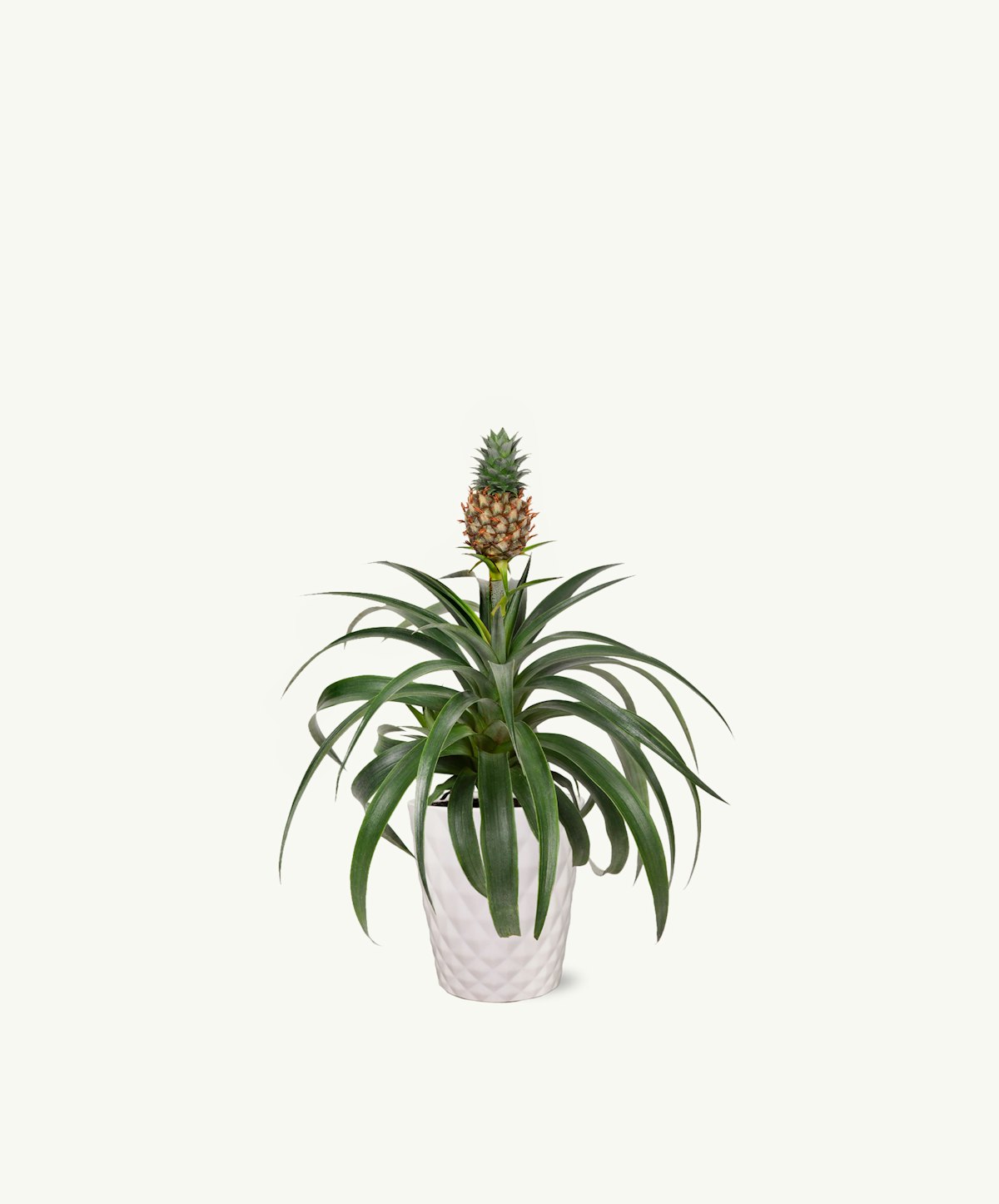 Pineapple Bromeliad