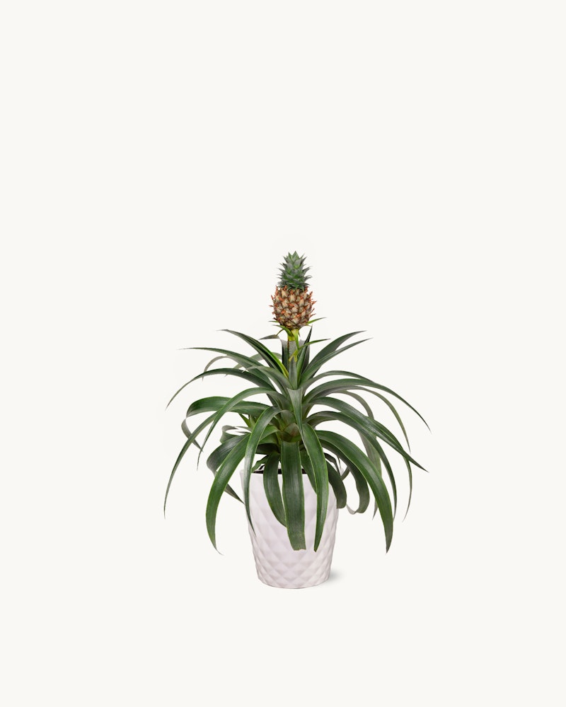 A young pineapple plant with long green leaves and a small pineapple growing on top, in a white ceramic pot against an isolated white background.