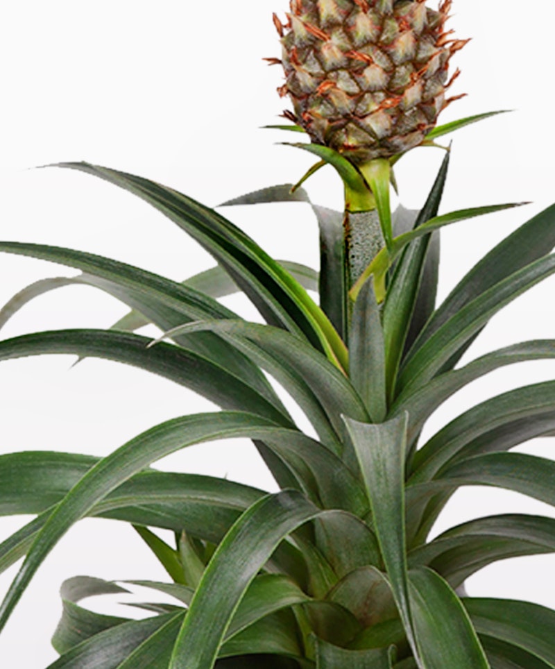 Pineapple plant with a healthy green crown and a young pineapple growing at the top, set against a clean white background, illustrating fresh produce and home gardening.