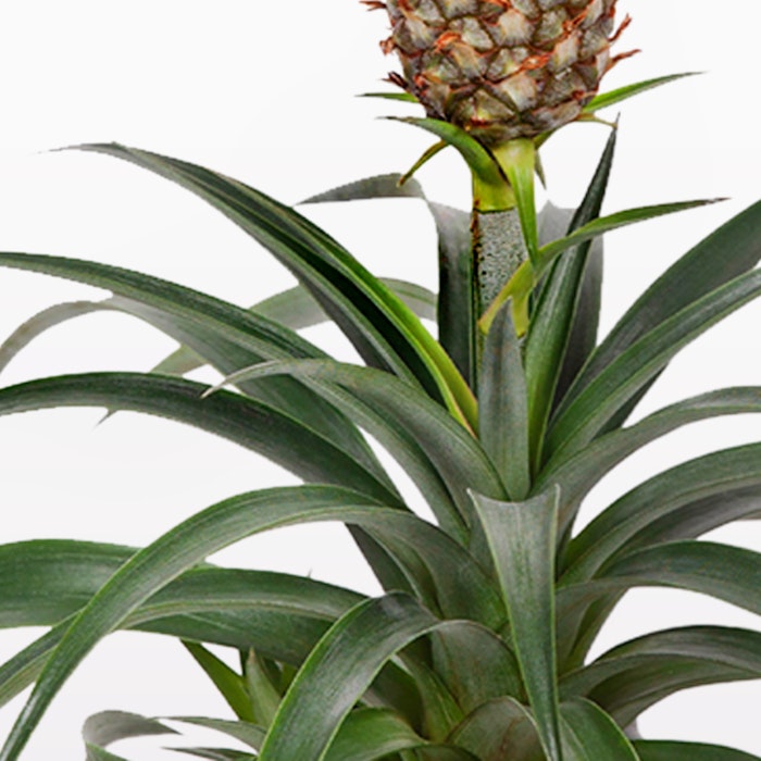pineapple-bromeliad