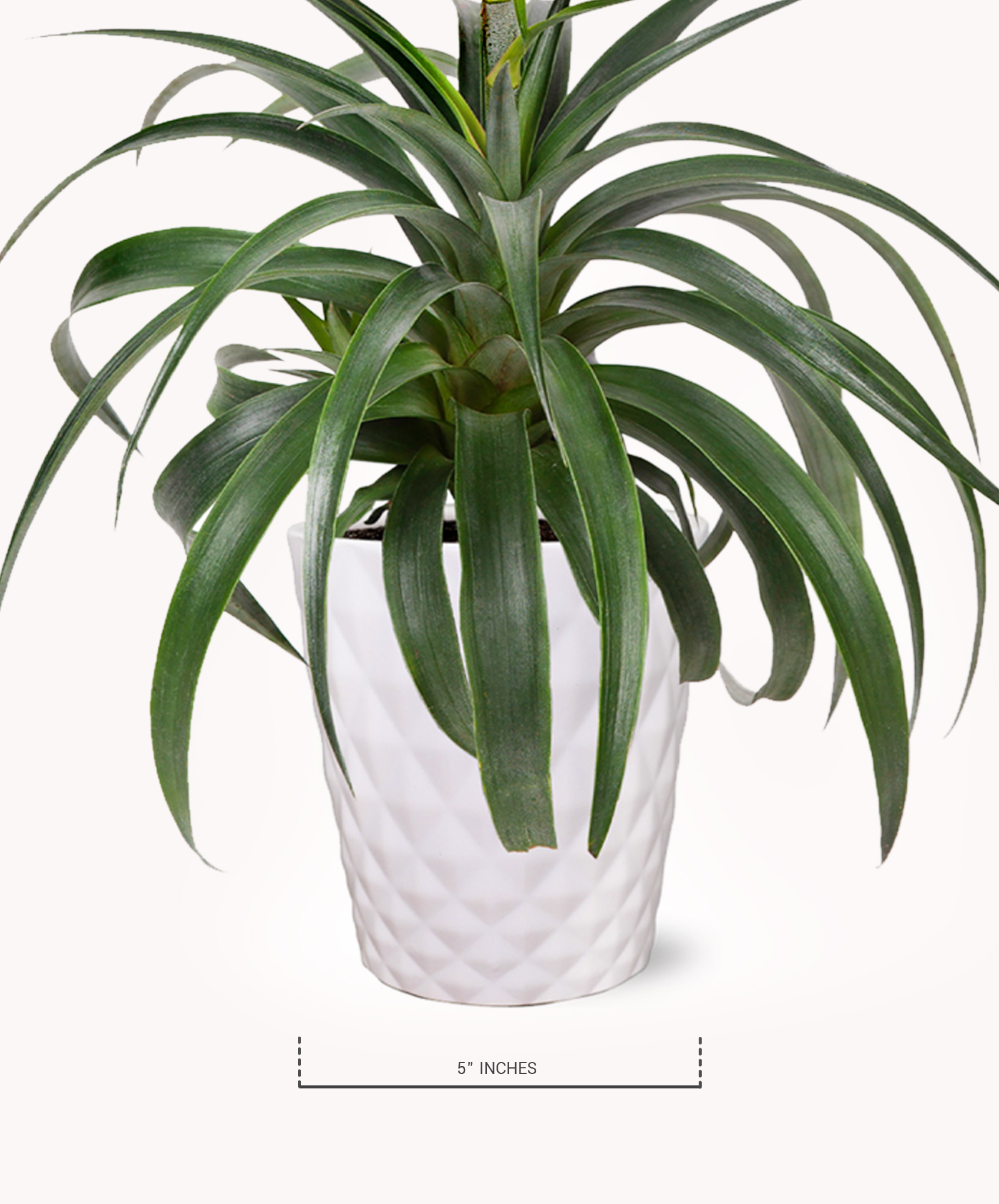 blue snake plant Sansevieria kirkii --Silver Blue Snake Plant--