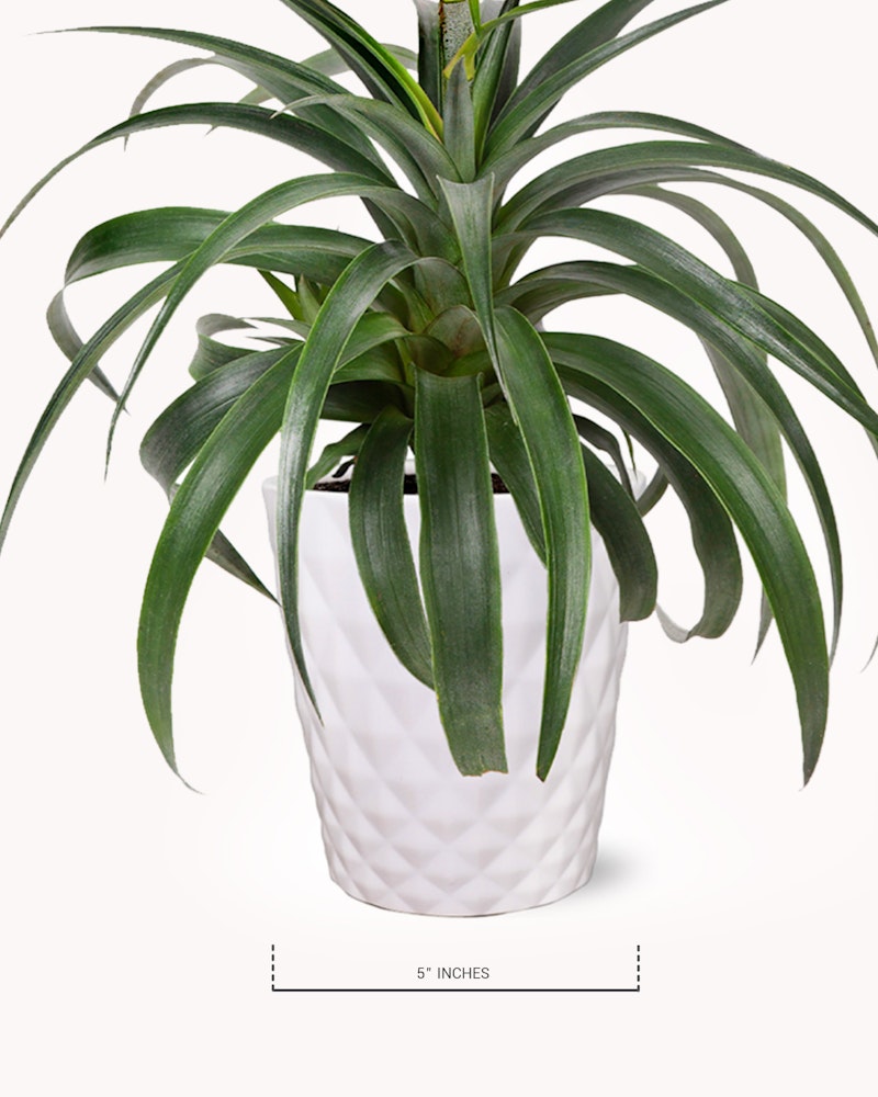 Lush green potted plant, possibly a Dracaena, standing five inches tall in a white geometric-patterned pot, displayed against a neutral background.