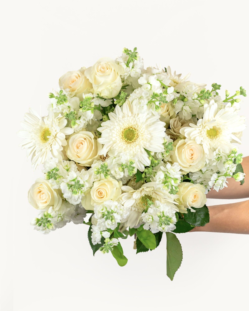 A person holding a lush bouquet of white flowers, featuring roses and gerbera daisies, with seasonal greenery, against a clean, white background.