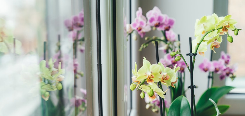 Elegant orchids in soft hues of purple and green, reflected by natural light in a bright room.