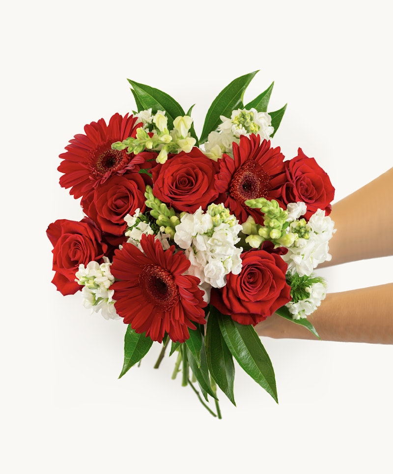 Person holding a vibrant bouquet of red gerbera daisies and roses with white blooms and green leaves against a white background.