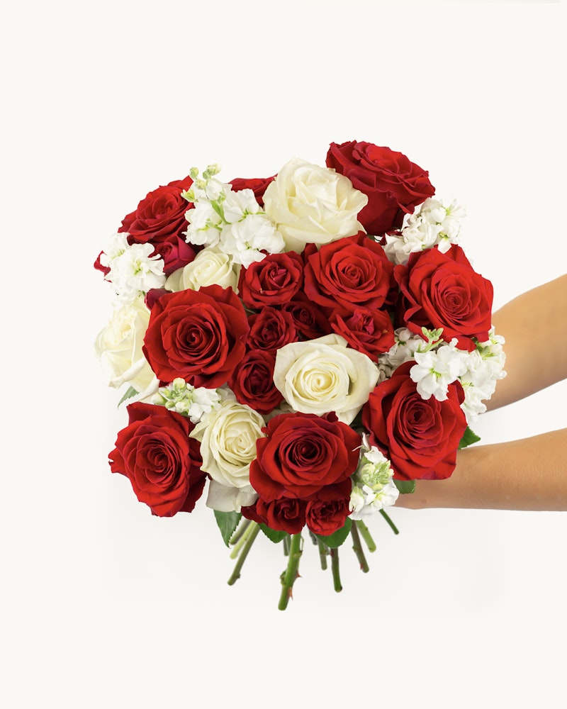 A pair of hands holding a beautiful bouquet of bright red and white roses accented with small white flowers against a clean, white background.