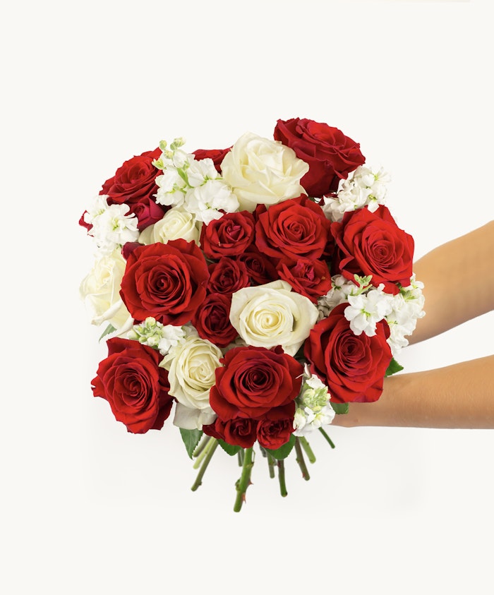 Vibrant bouquet of red and white roses, elegantly held, perfect for celebrations.