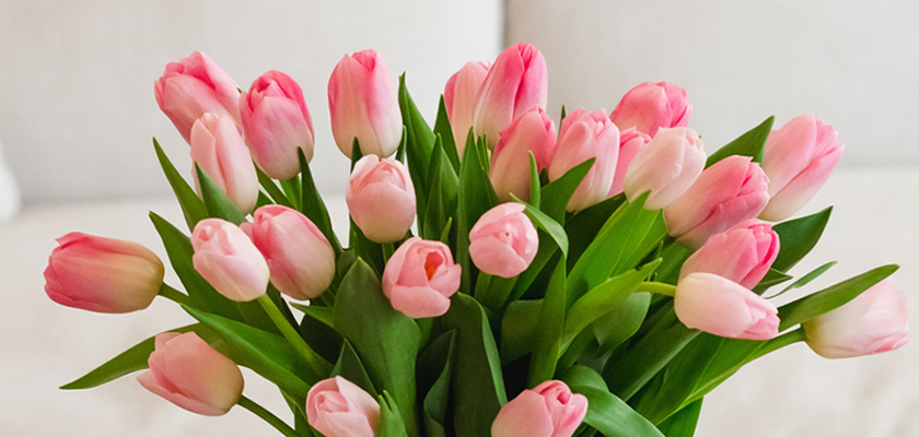 Elegant pink and white tulips arranged in a lush green bouquet, ideal for celebrations.