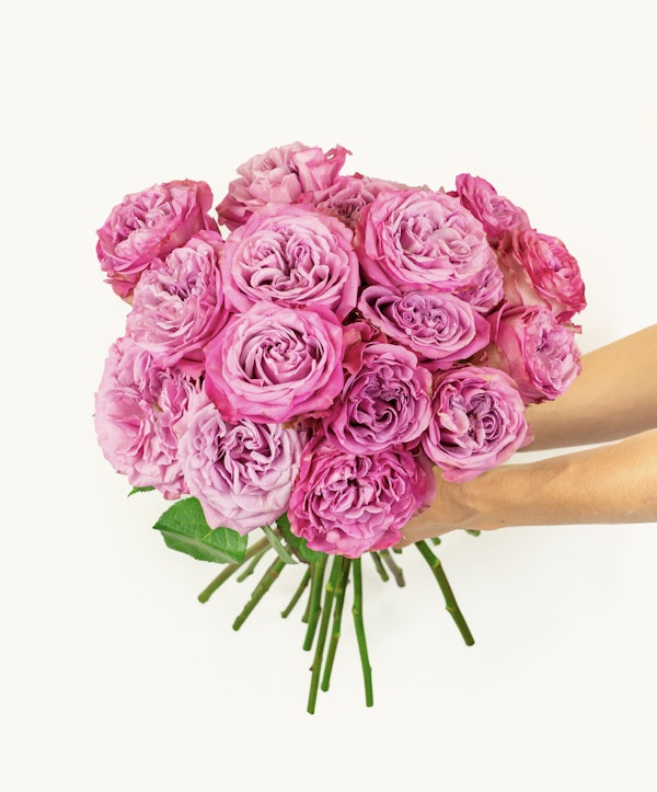 A person's hand holding a large bouquet of lush pink roses with intricately layered petals, presented against a clean white background.