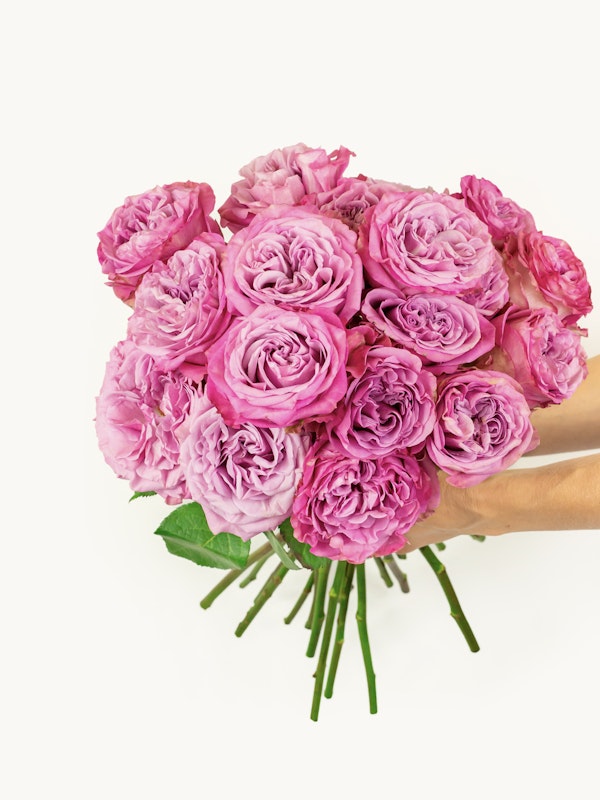 A person's hand holding a large bouquet of lush pink roses with intricately layered petals, presented against a clean white background.
