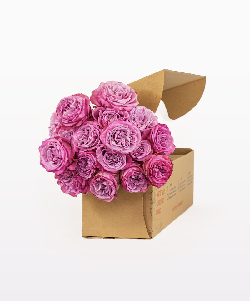 Vibrant pink roses elegantly arranged and spilling out of an open cardboard box against a clean, white background, symbolizing a surprise gift or florist delivery.