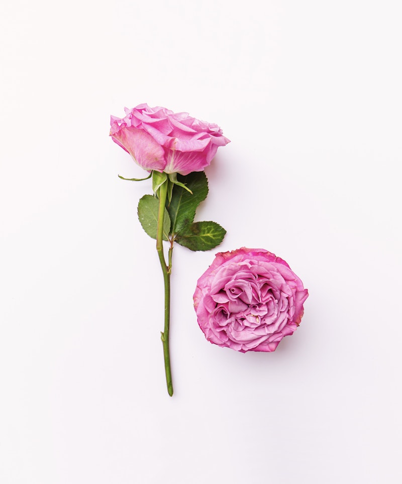 Two roses laid on a white background, one upright in a classic pink hue with a long stem and leaves, and the other, a fuller bloom in pastel pink, resting on its side.