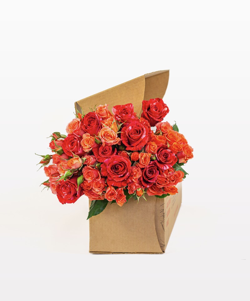 Vibrant bouquet of fresh orange and red roses arranged elegantly in a brown cardboard box with a white backdrop, perfect for a romantic gift or home decoration.