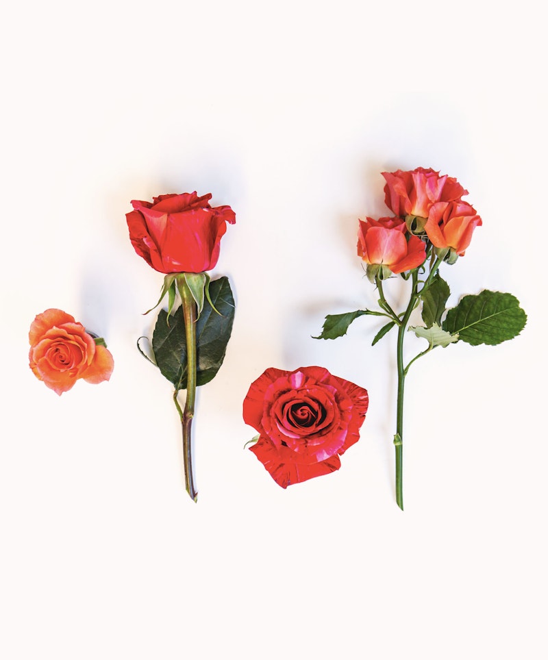 Four stages of a blooming red rose displayed from left to right against a white background, showing the progression from bud to full bloom.