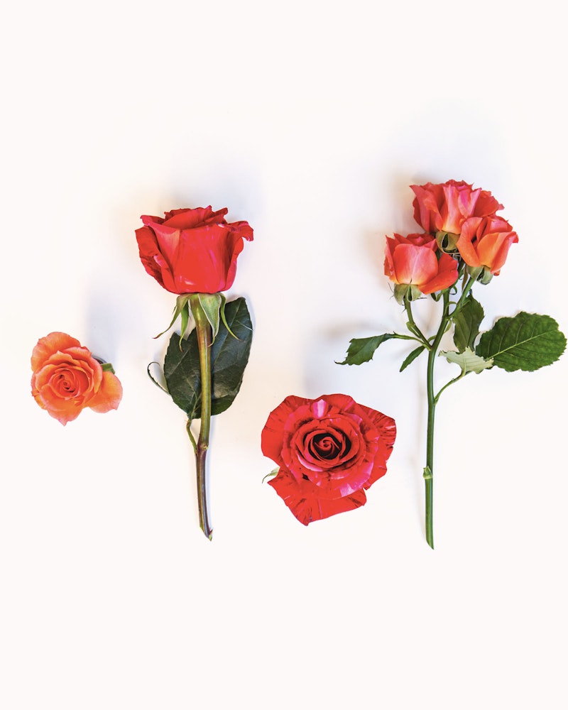 Four stages of a blooming red rose displayed from left to right against a white background, showing the progression from bud to full bloom.