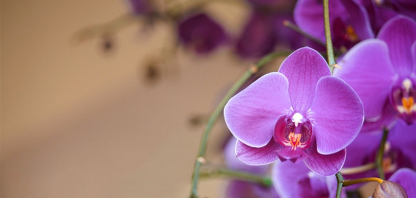 Vibrant purple orchids in a delicate arrangement, showcasing their elegant beauty.