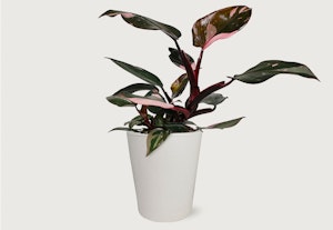 Lush Calathea plant with vibrant green and pink leaves in a simple white pot isolated on a light background, perfect for modern interior decoration and greenery.