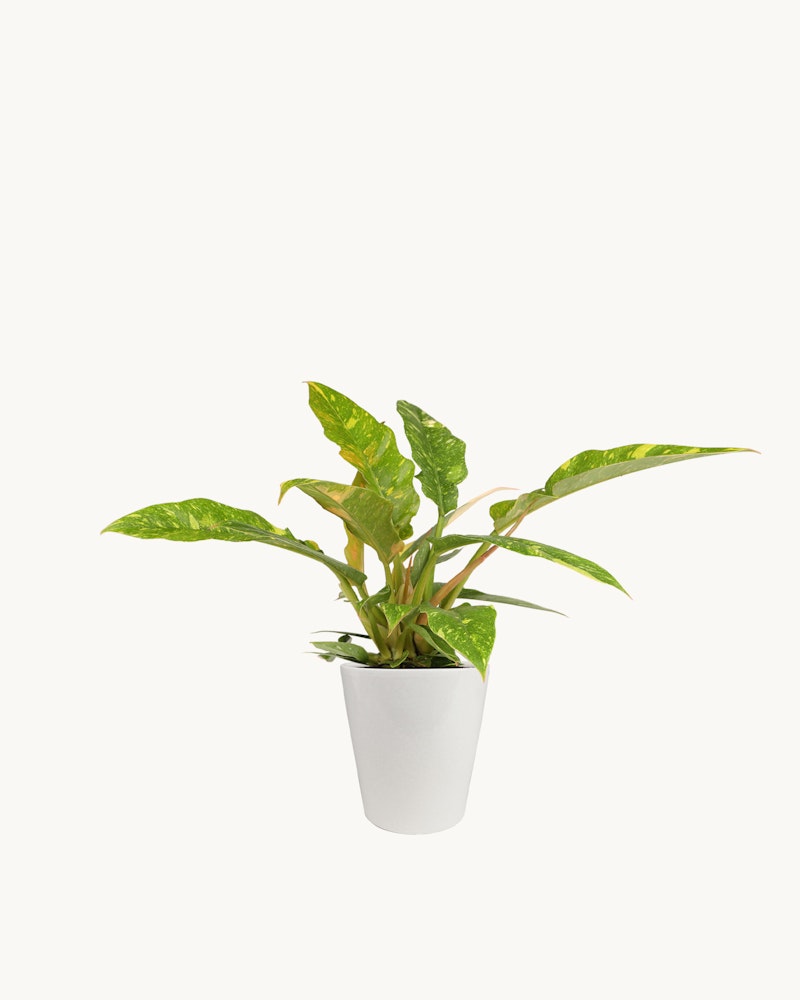 Lush green and yellow variegated Dieffenbachia plant in a white pot isolated on a white background, presenting a clean and natural aesthetic for indoor decor.