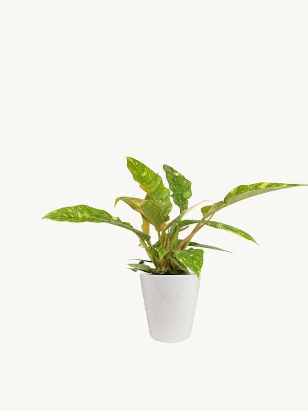 Lush green and yellow variegated Dieffenbachia plant in a white pot isolated on a white background, presenting a clean and natural aesthetic for indoor decor.