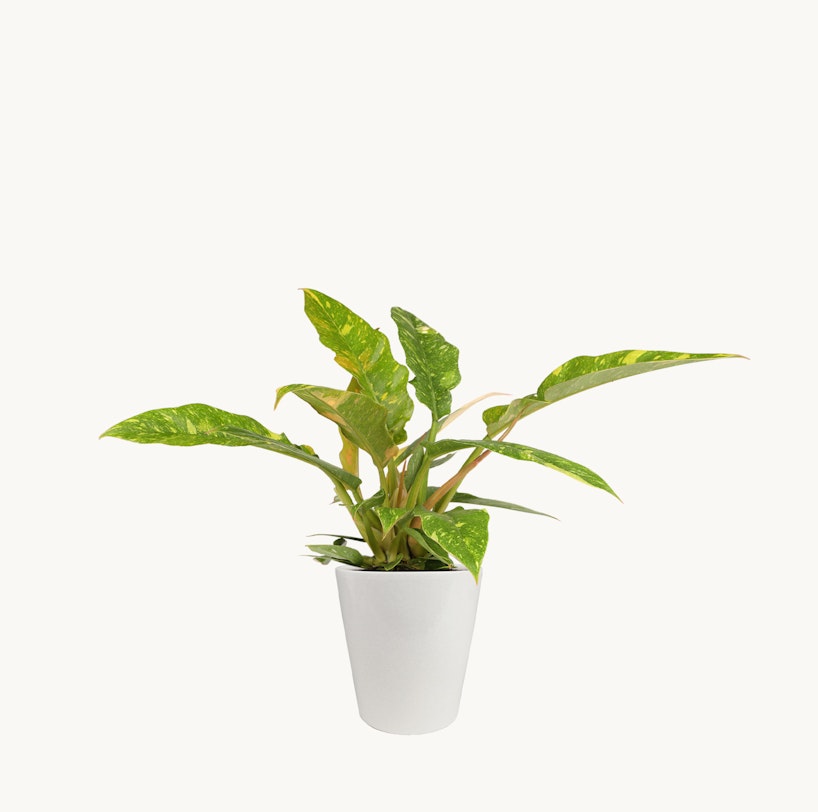 Lush green and yellow variegated Dieffenbachia plant in a white pot isolated on a white background, presenting a clean and natural aesthetic for indoor decor.