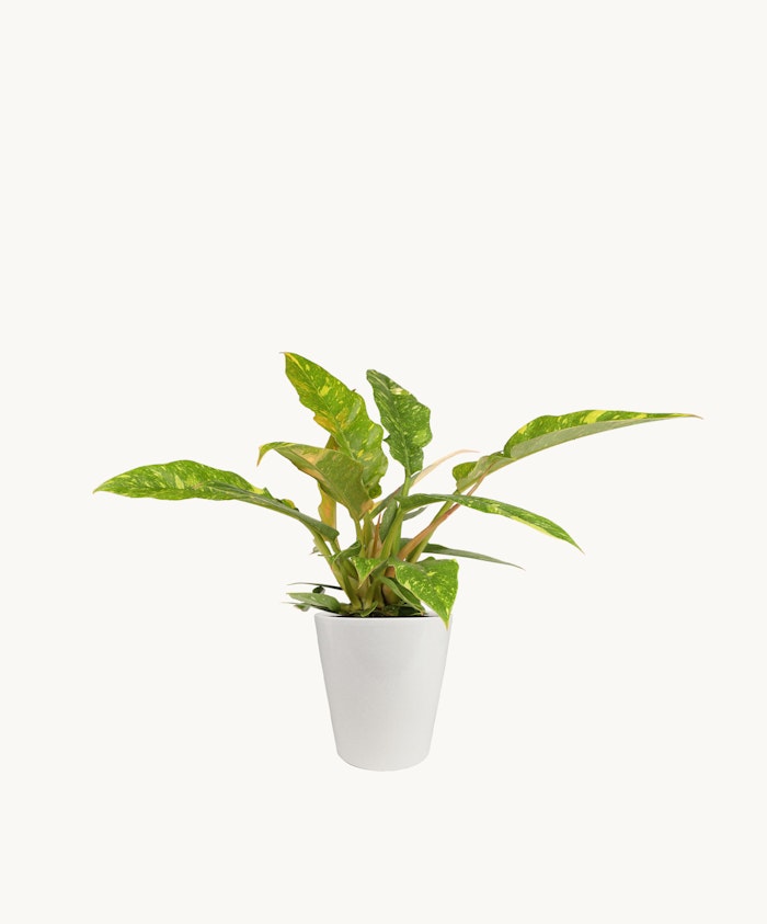 Green and yellow variegated plant in a sleek white pot, perfect for home decor.
