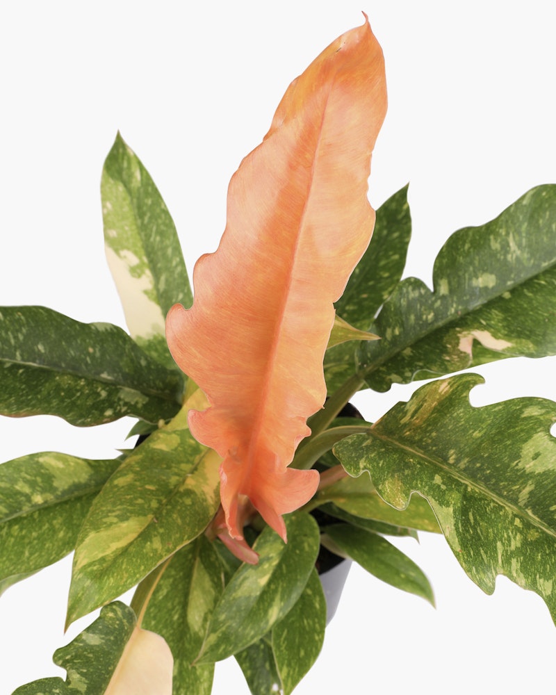 Vibrant orange Zantedeschia flower, commonly known as a calla lily, with a creamy yellow spadix, surrounded by green and white variegated leaves on a light background.