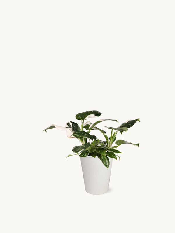 Lush green indoor plant with variegated leaves in a simple white pot positioned against a clean white background, demonstrating a minimalist aesthetic.