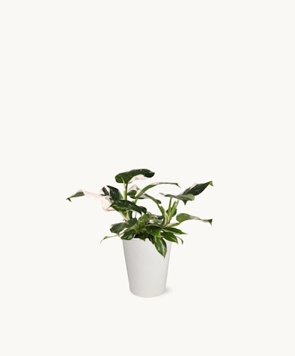 Elegant green plant in a minimalistic white pot, perfect for indoor decor.