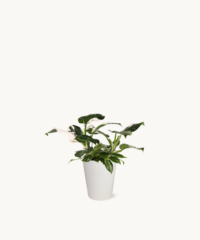 Elegant green plant in a minimalistic white pot, perfect for indoor decor.