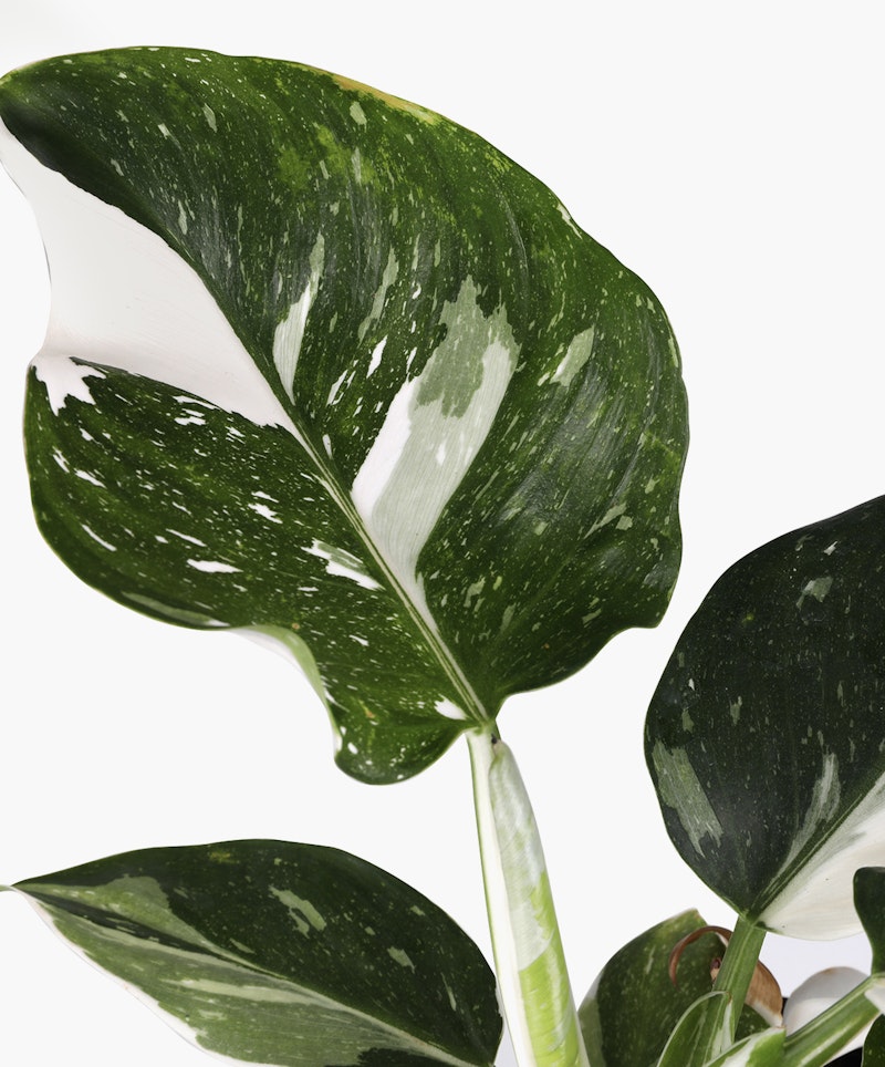Close-up view of a variegated monstera leaf with rich green patterns against a clean white background, symbolizing fresh indoor plant life.