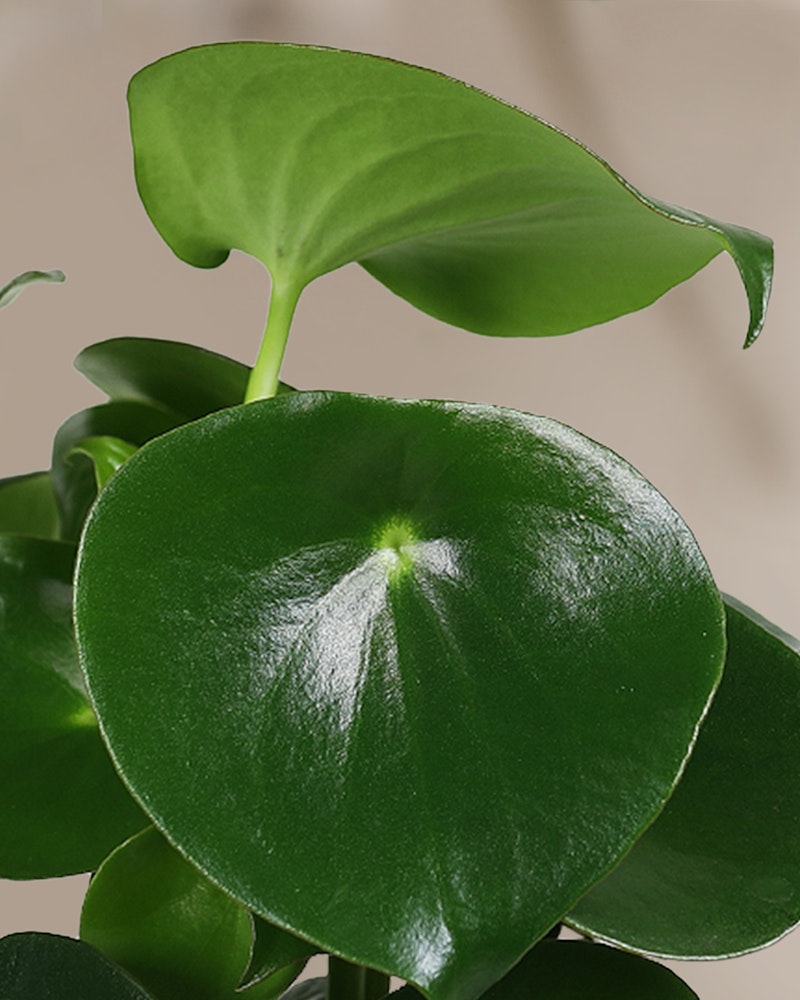 Lush green leaves of a peperomia houseplant with a prominent, healthy sheen, close-up view against a soft, neutral background highlighting freshness and natural beauty.