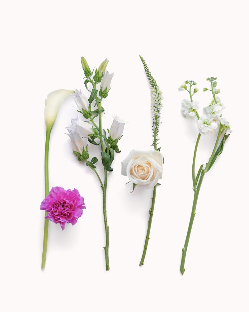 A variety of five delicate flowers, including a calla lily, lilac bellflower, pink carnation, creamy rose, and white snapdragon, all laid out neatly on a white background.
