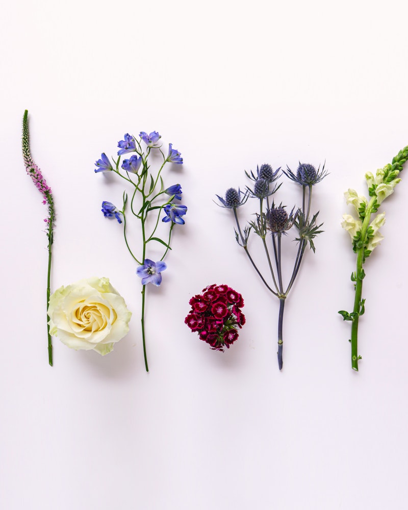 A variety of six delicate flowers arranged in a row on a white background, featuring a white rose, purple blossoms, and other colorful blooms.