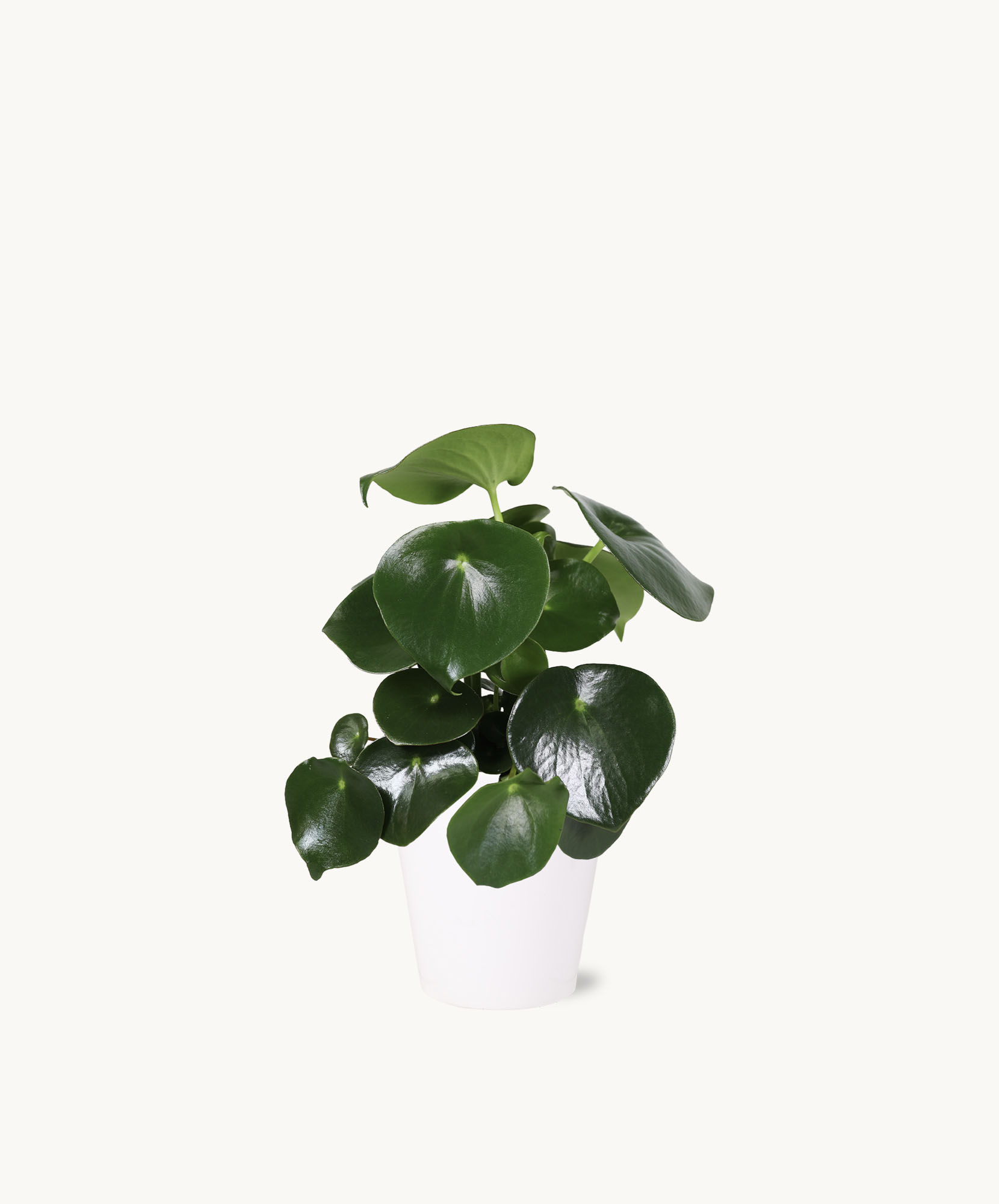 Lush green pilea plant in a sleek white pot, perfect for home decor.
